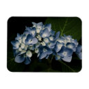 Buscar hydrangea imanes Fotografía