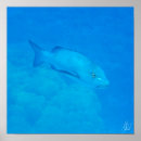 Buscar a pescado fotografía Agua