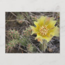 Buscar sediento postales Cactus