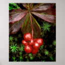 Buscar planta de fresa posters Rojo