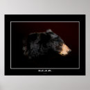 Buscar osos negros posters Vida silvestre