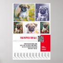 Buscar perro pastor posters Perros