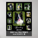 Buscar fotos de animales posters Para mascotas