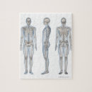 Buscar esqueleto humano puzzles Ilustracion