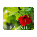 Buscar hibisco imanes Hawaii