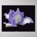 Buscar barba blanca posters Floral