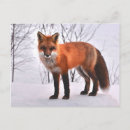 Buscar zorros postales General y unisex
