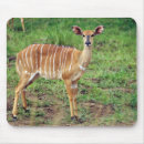 Buscar nyala Día