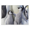 Buscar polluelo joven postales Pingüino