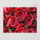 Buscar rosas rojas postales Flores