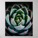 Buscar planta de fotografía Suculento