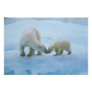 Buscar oso polar lindo posters Animal