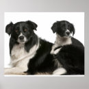 Buscar border collie arte Animales domésticos