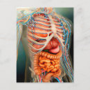 Buscar cuerpo humano postales Complejidad