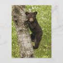 Buscar cachorro de oso negro postales Osos negros