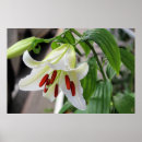 Buscar flora y fauna posters Floral