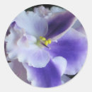 Buscar violetas africanas pegatinas Africano