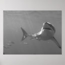 Buscar tiburón negro posters Tiburones