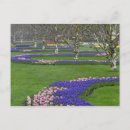 Buscar árbol de tulipán postales Azul