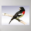 Buscar cardinalidae posters Pájaro