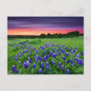 Buscar bluebonnets de postales Escena rural