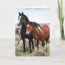 Buscar caballo salvaje tarjetas Manada