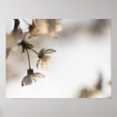 Buscar flores de cerezo blancas posters Árbol