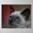 Buscar cierre posters Animal