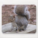 Buscar ardilla del bebé alfombrillas de raton Ardillas