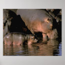 Buscar hippo arte África