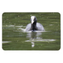 Buscar pájaro blanco y negro imanes Animales