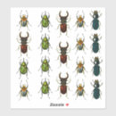 Buscar escarabajo manualidades Naturaleza