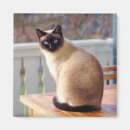 Buscar gatito siamés imanes Adorable