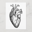 Buscar corazón anatómico postales Ciencia