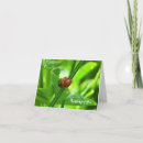 Buscar ladybug tarjetas Insecto