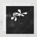 Buscar natural fotograficas tarjetas Floral
