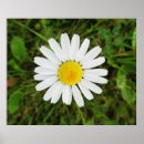 Buscar solo amarillo arte Flor silvestre