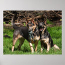 Buscar perro pastor posters Azul