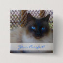 Buscar gatito chapas Bonito