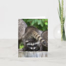 Buscar raccoon tarjetas Adorable