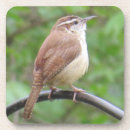 Buscar del wren Wren de carolina