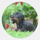 Buscar miniatura pegatinas Cachorro