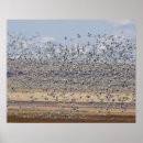 Buscar migración posters Ganso