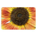 Buscar sunflower imanes Fotografía