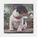 Buscar enchufe russell imanes Terrier