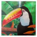 Buscar pájaros exóticos azulejos Toucan
