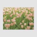 Buscar tulipanes rosados papel de seda Pascua