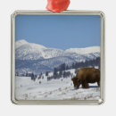 Buscar bisonte adornos Naturaleza