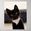 Buscar y gatito blanco posters Vertical