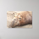 Buscar sello animal arte 6 º foco